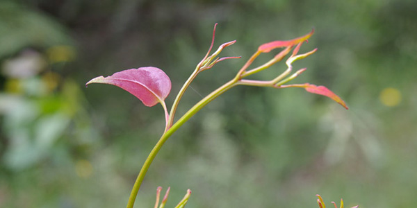 Botanist